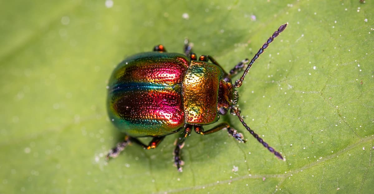 Aplicativos para identificar insetos