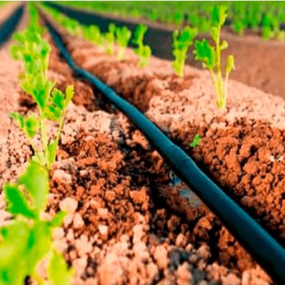 economizar água no jardim